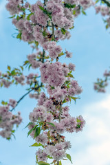 Kirschbl&uuml;hten, Fr&uuml;hling