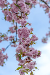 Kirschblühten, Frühling