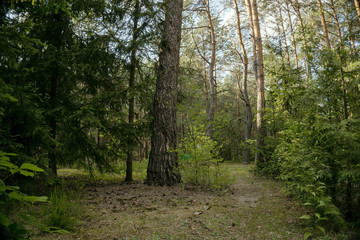 big and small trees in a summer forest