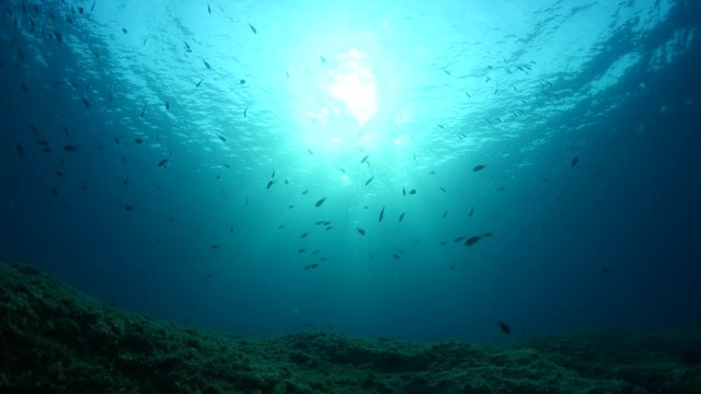 underwater fish scenery with sun beams rays and sunshine pcean scenery