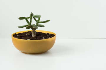 Homemade cutted or pinched Crassula ovata for future bonsai in round low pot on the white background