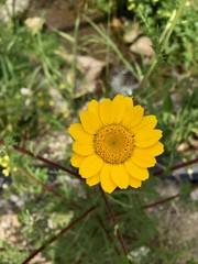 yellow flower on green background