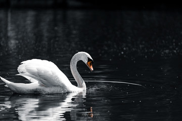 Der einsame Schwan