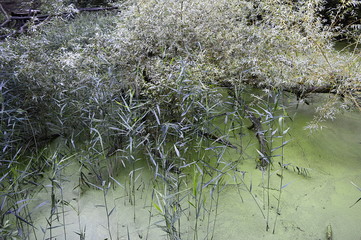 Light green Lemna minor on water with late summer scenery