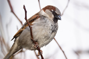 Sparrow on the tree