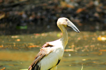 white ibis bird