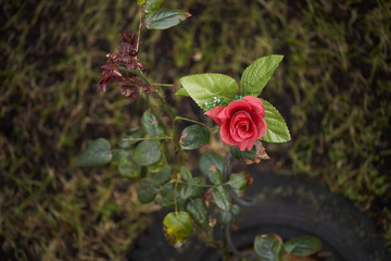 Rose in a tire © J.Niewęgłowski