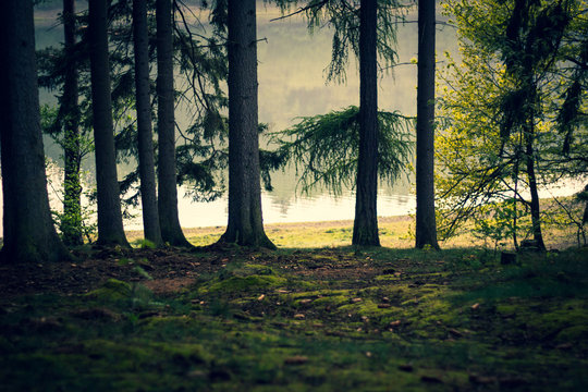 Wald See Sorpe