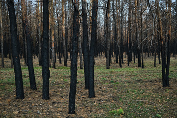 Burned forest, charred trees, forest fires and environmental disaster.
