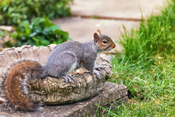 Portrait of a Grey Squirrel in garden. Selective focus