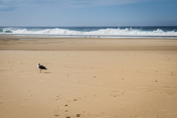 Mouette sur la plage au bord de l'océan en été