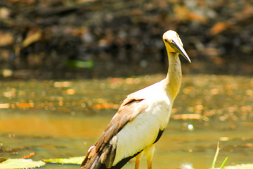 yellow billed hornbill