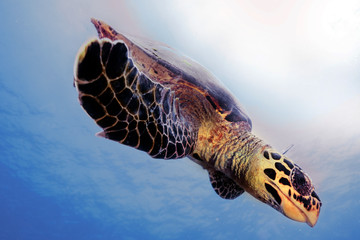 Toruga