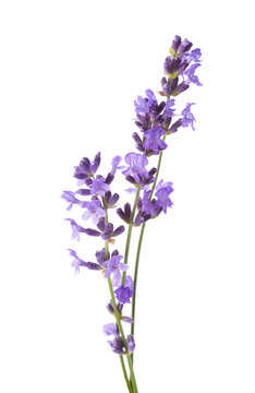 Three sprigs  of Lavender isolated on white background. Lavandula Angustifolia ( English Lavender)