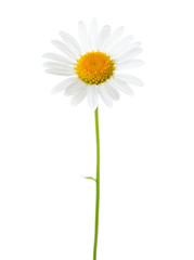  Flower of Chamomile (Ox-Eye Daisy ) isolated on white background.