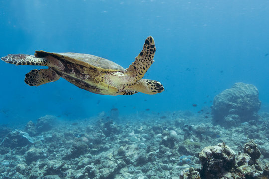 Tortuga