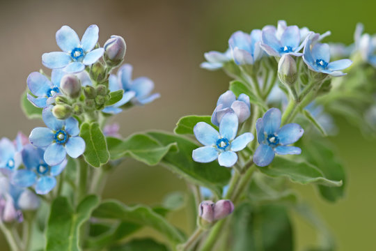 Himmelblauer S&uuml;dstern