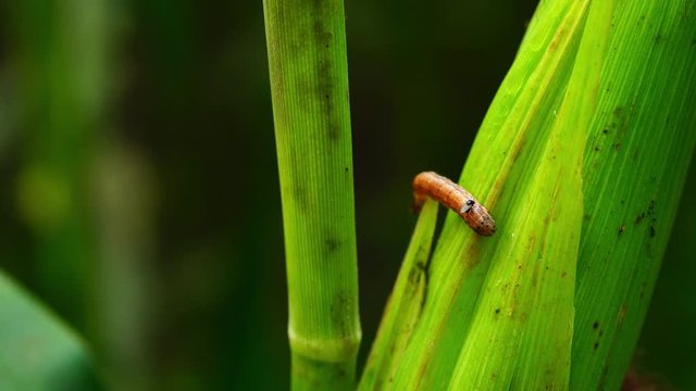 Fall armyworm can be one of the more difficult insect pests to control in field corn.