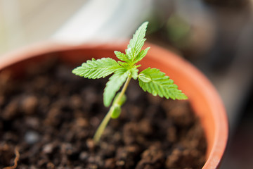 Young shoot of a marijuana plant with first leaves on a background of soil. Growing hemp plants. Selective focus.