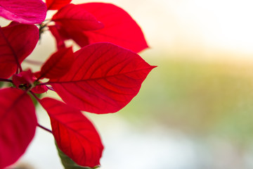 the red leaves of a poinsettia. Christmas flower is the poinsettias