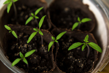 Seedling of plants in pots on window sill