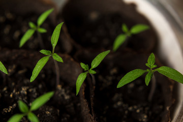 Seedling of plants in pots on window sill