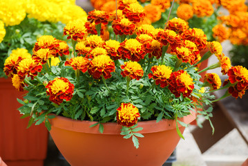 Tagetes patula french marigold in bloom, orange yellow flowers, green leaves