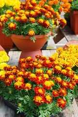 Tagetes patula french marigold in bloom, orange yellow flowers, green leaves