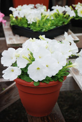 Obraz na płótnie Canvas Petunias in the tray,Petunia in the pot, white petunia