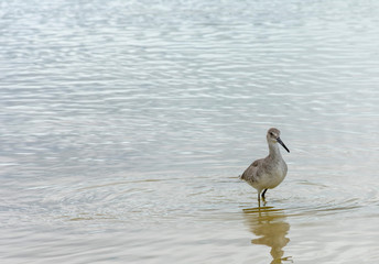 Bird on beach landscape, Wading bird in the ocean, Willet sandpiper bird watching, South Florida  birds, Bird reflection in water, Royalty free image