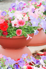 Petunia in the pot, Mixed color petunia