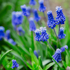 first flowers in the flowerbed in early spring