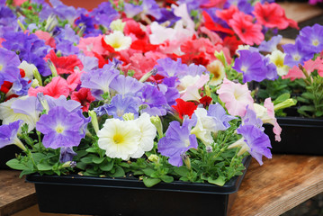 Petunia in the pot, Mixed color petunia