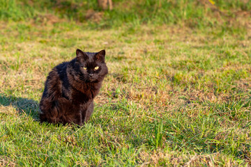 Naklejka na ściany i meble Beautiful black cat in the grass.