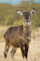 Antelope in Nakuru Park