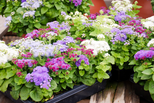 Ageratum, Mixed ageratum, Mixed color pot plants
