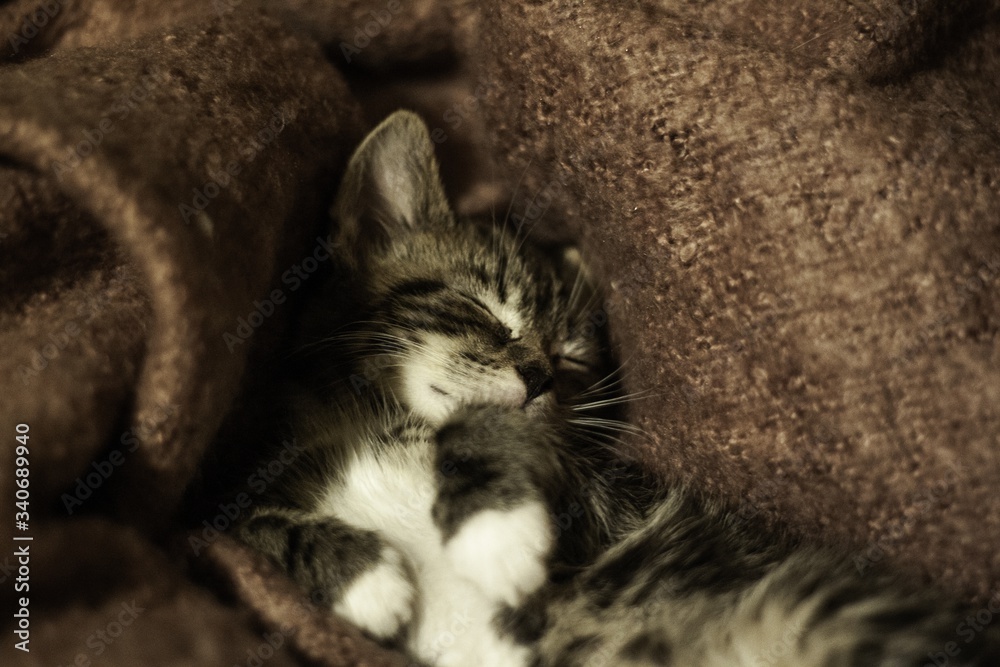 Sticker closeup of a cute tabby kitten sleeping comfortably on a couch