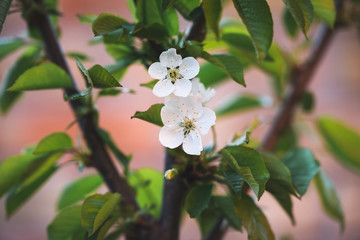 white flowers and young leaves of European cherry tree