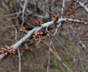 сливовая ветка