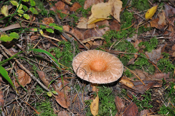 Lone mushroom grew up in forest among autumn leaves and moss
