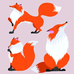 Set of vector illustrations of funny red foxes.