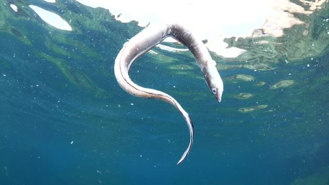 dead conger eel on the surface of water drifting dead fish underwater ocean scenery pollution