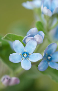 Himmelblauer S&uuml;dstern