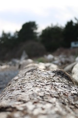 driftwood on a beach