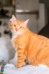 Relaxed ginger cat at home looking at the camera