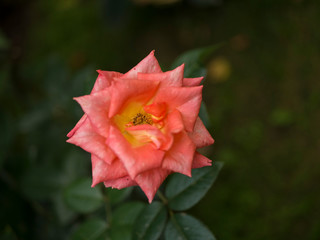 blooming rose flower in the garden
