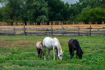 Obraz premium Horse family eat on summer field day nature green grass