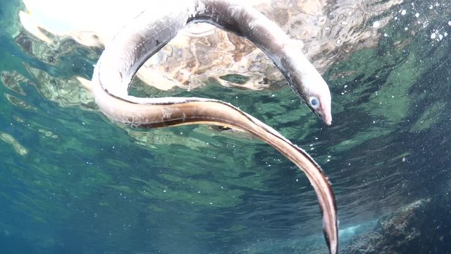 dead conger eel on the surface of water drifting dead fish underwater ocean scenery pollution
