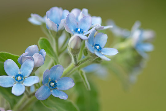 Himmelblauer S&uuml;dstern