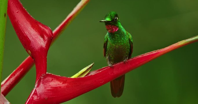 Brazilian Rubi Hummingbird with heliconia flower
